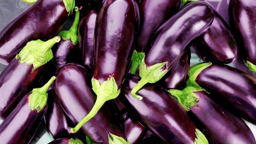 beaberenjena semilla